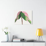 Pink Princess Philodendron Canvas Print – Botanical Wall Art