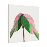 Pink Princess Philodendron Canvas Print – Botanical Wall Art
