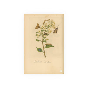 Sambucus caerulea (Blue Elderberry) with Moths, Colorized Reproduction from Erucarum Ortus (1717), GoGardenNow Exclusive