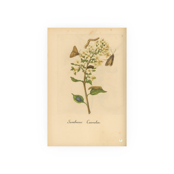 Sambucus caerulea (Blue Elderberry) with Moths, Colorized Reproduction from Erucarum Ortus (1717), GoGardenNow Exclusive
