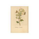 Sambucus caerulea (Blue Elderberry) with Moths, Colorized Reproduction from Erucarum Ortus (1717), GoGardenNow Exclusive