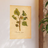 Populus nigra (Black Poplar) with Leaf Galls, Colorized Reproduction from Erucarum Ortus (1717), GoGardenNow Exclusive