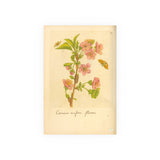 Cerasus ausfera florens (Flowering Cherry) with Insects, Colorized Reproduction from Erucarum Ortus (1717), GoGardenNow Exclusive