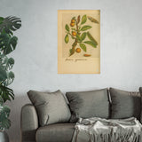 Acacia germanica, Colorized Medlar Branch with Insect Life Cycle