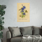 Consolida regalis hortensis (Field Larkspur) with Butterfly, Colorized Reproduction from Erucarum Ortus (1717)