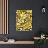 Noble Aeonium Succulent Pattern Canvas Print – Botanical Wall Art