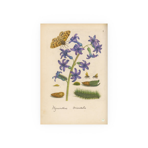 Hyacinthus orientalis (Oriental Hyacinth) with Butterfly, Colorized Reproduction from Erucarum Ortus (1717), GoGardenNow Exclusive