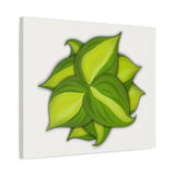 Philodendron Brasil Canvas Print – Botanical Wall Art