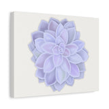 Graptopetalum Murasaki Succulent Canvas Print – Botanical Wall Art