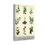 Canvas print with Culpeper illustrations of plants on a beige background