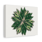 Stromanthe Triostar Canvas Print – Botanical Wall Art