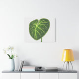 Philodendron Gloriosum Canvas Print – Botanical Wall Art