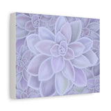 Graptopetalum Murasaki Succulent Pattern Canvas Print – Botanical Wall Art
