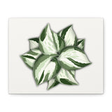 Manjula Pothos Canvas Print – Botanical Wall Art