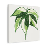 Philodendron Cream Splash Canvas Print – Botanical Wall Art