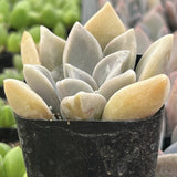 Potted Graptopetalum 'Claret' plant with light-colored leaves in a black pot