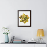 Noble Aeonium Succulent Framed Print – Botanical Wall Art