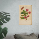 Cerasa acida rubra flore pleno (Double-Flowering Red Sour Cherry) with Butterfly – Colorized Reproduction from Erucarum Ortus (1717) – GoGardenNow Exclusive