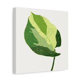 Manjula Pothos Illustrated Canvas Print – Botanical Wall Art