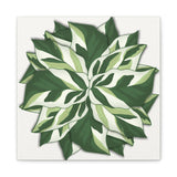 Calathea White Fusion Canvas Print – Botanical Wall Art