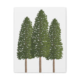 Ponderosa Pine Canvas Print – Wall Art