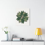 Stromanthe Triostar Canvas Print – Botanical Wall Art