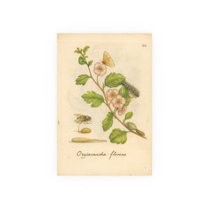 Oxyacantha Florens – Hawthorn Blossom with Insects, from Erucarum ortus