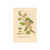 Oxyacantha Florens – Hawthorn Blossom with Insects, from Erucarum ortus