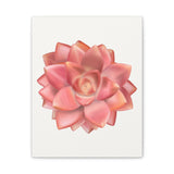 Graptosedum California Sunset Succulent Canvas Print – Botanical Wall Art