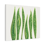 Snake Plant Canvas Print – Botanical Wall Art