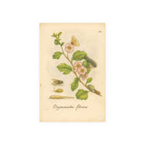 Oxyacantha Florens – Hawthorn Blossom with Insects, from Erucarum ortus