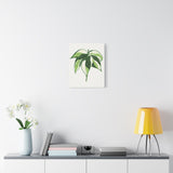Philodendron Cream Splash Canvas Print – Botanical Wall Art