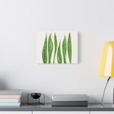 Snake Plant Canvas Print – Botanical Wall Art