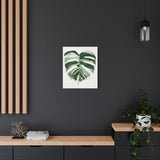 Melting Monstera Albo Canvas Print – Botanical Wall Art