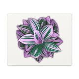 Tradescantia Nanouk Canvas Print – Botanical Wall Art