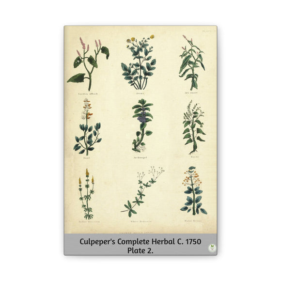 Culpeper’s Complete Herbal c.1750, Plate 2 Botanical Engraving Reproduction on Canvas
