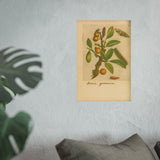 Acacia germanica, Colorized Medlar Branch with Insect Life Cycle