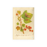 Red Gooseberry with Moth and Caterpillar,  Grossularia hortensis majore fructu rubro