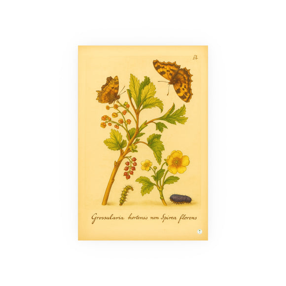 Grossularia hortensis non spinosa florens (Flowering Spineless Gooseberry) with Butterflies, Colorized Reproduction from Erucarum Ortus (1717), GoGardenNow Exclusive