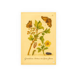 Grossularia hortensis non spinosa florens (Flowering Spineless Gooseberry) with Butterflies, Colorized Reproduction from Erucarum Ortus (1717), GoGardenNow Exclusive