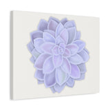 Graptopetalum Murasaki Succulent Canvas Print – Botanical Wall Art