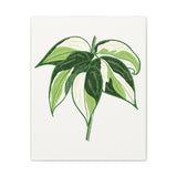 Philodendron Cream Splash Canvas Print – Botanical Wall Art