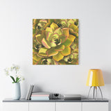 Noble Aeonium Succulent Pattern Canvas Print – Botanical Wall Art