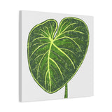 Philodendron Gloriosum Canvas Print – Botanical Wall Art