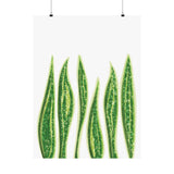 Snake Plant Botanical Print – Unframed Wall Art