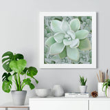 Pachyveria Haagei Succulent Pattern Framed Print – Botanical Wall Art