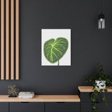 Philodendron Gloriosum Canvas Print – Botanical Wall Art