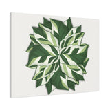 Calathea White Fusion Canvas Print – Botanical Wall Art