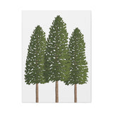 Ponderosa Pine Canvas Print – Wall Art