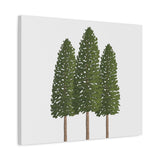 Ponderosa Pine Canvas Print – Wall Art